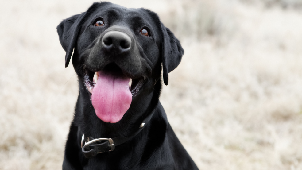 Artgerechte Hundehaltung im modernen Alltag