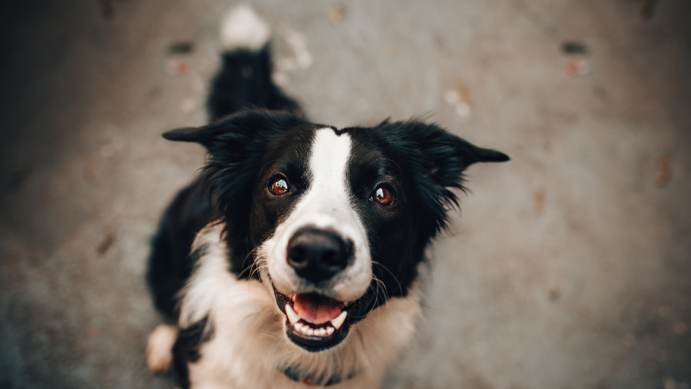 Hund überfordert? So bringst du mehr Struktur in den Alltag