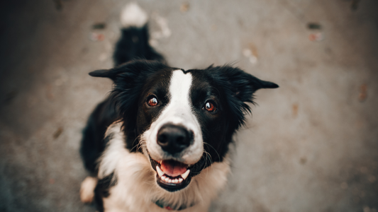 Hund überfordert? So bringst du mehr Struktur in den Alltag