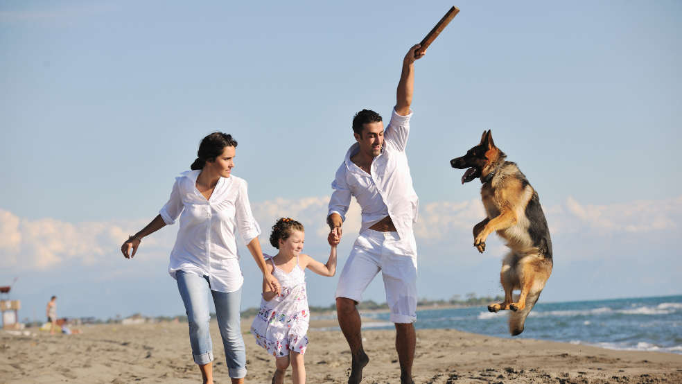 Warum mentale Auslastung für Hunde so wichtig ist
